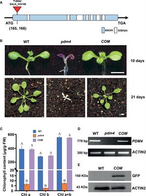 PDM4, a Pentatricopeptide Repeat Protein, Affects Chloroplast Gene Expression and Chloroplast Development in Arabidopsis thaliana